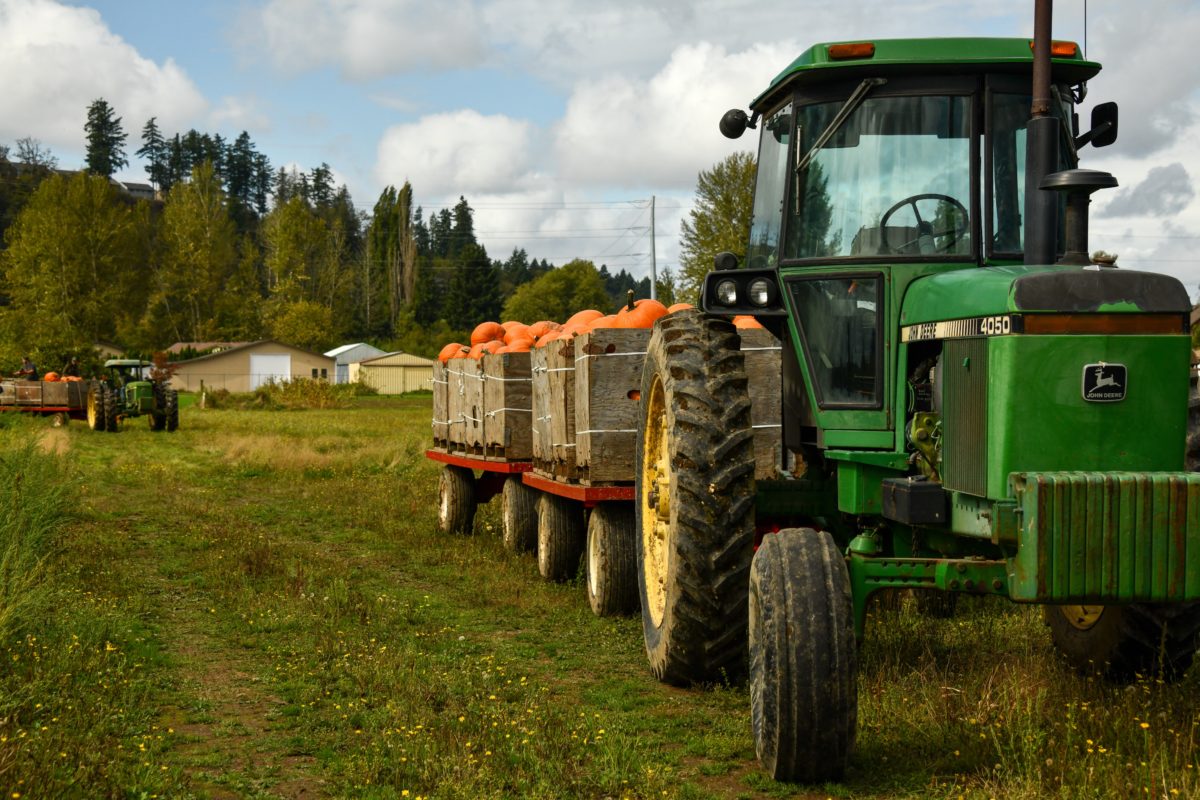 Transport de citrouilles depuis le champs