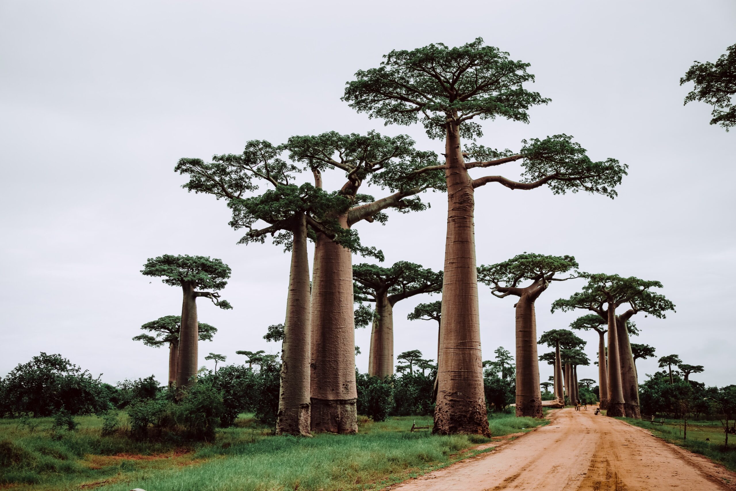 Route à Madagascar